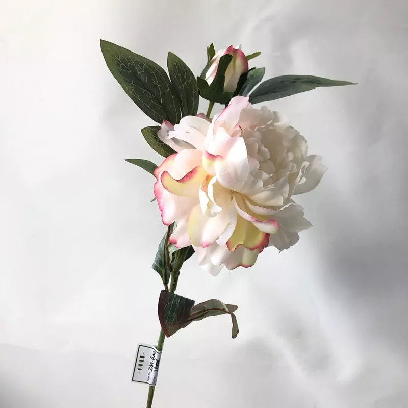 Blooms de peony elegantes
